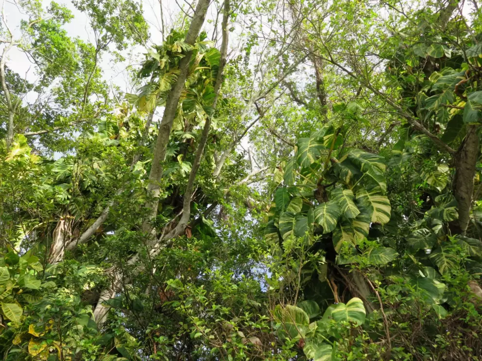 Tropical vegetation along the North Trail.