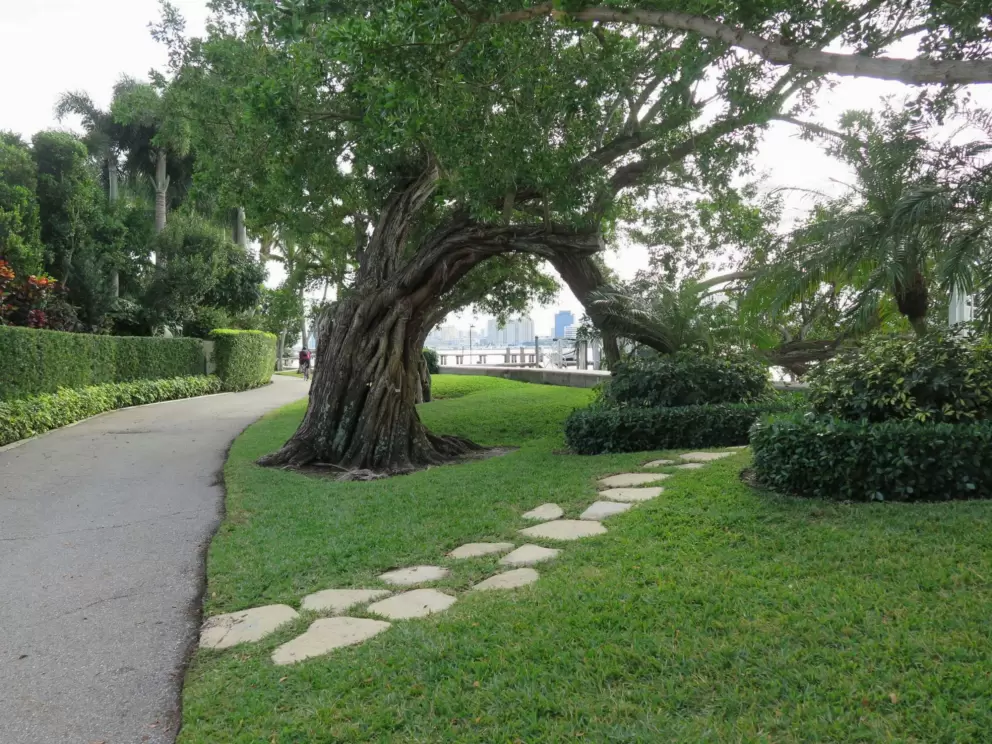 Stepping stones and warped tree.