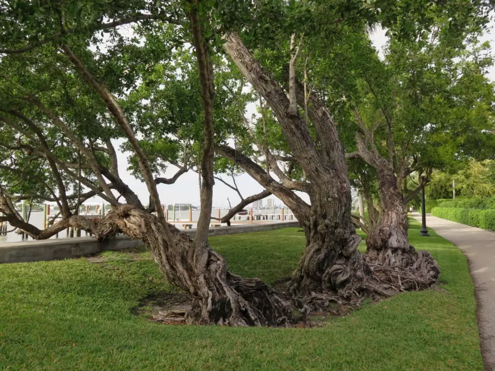 Twisty trees.