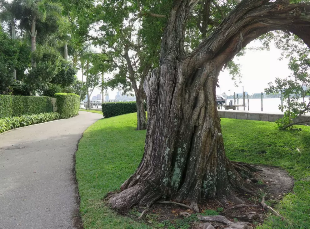 Tree arching over, and path.