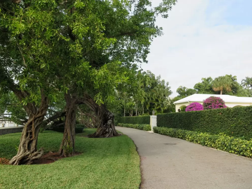Bougainvillea is common along the trail.