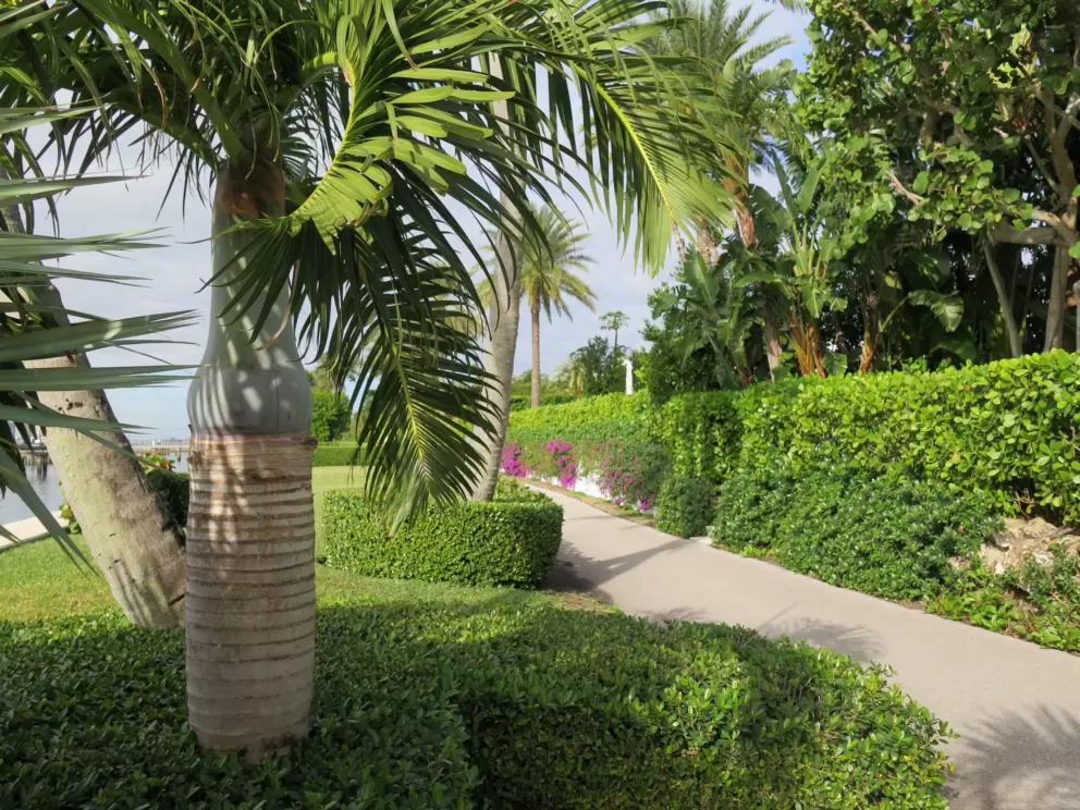 Fat palm along the path.