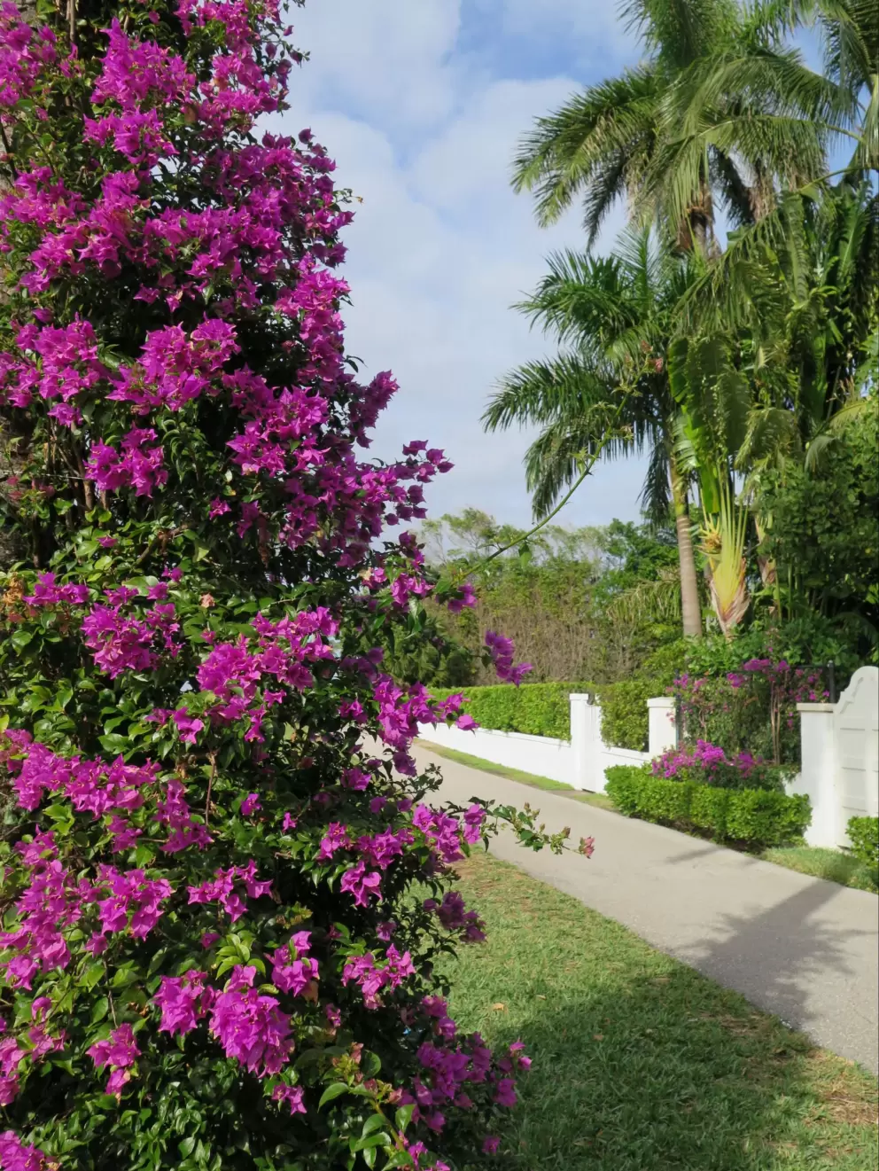 I love the purple bougainvillea!