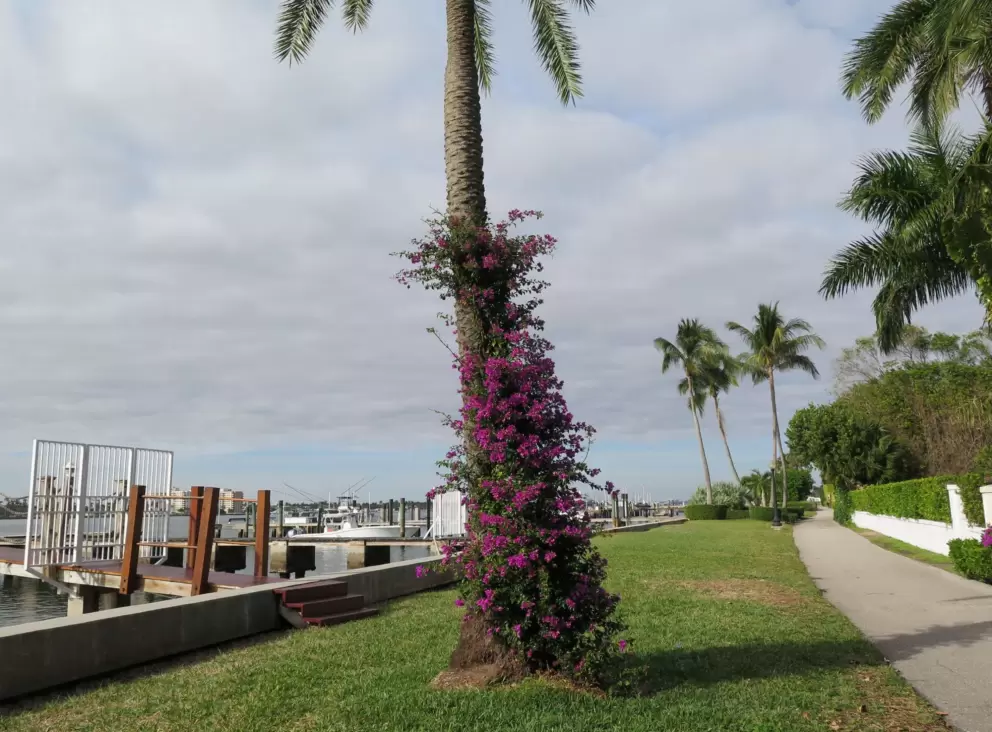 Purple bougainvillea around a palm.