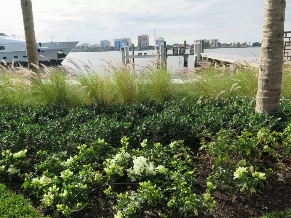 Wispy grasses and white bougainvillea along the path. Such great landscaping!