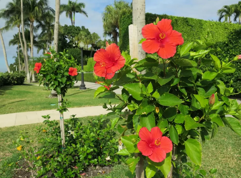 Red hibiscus trees.