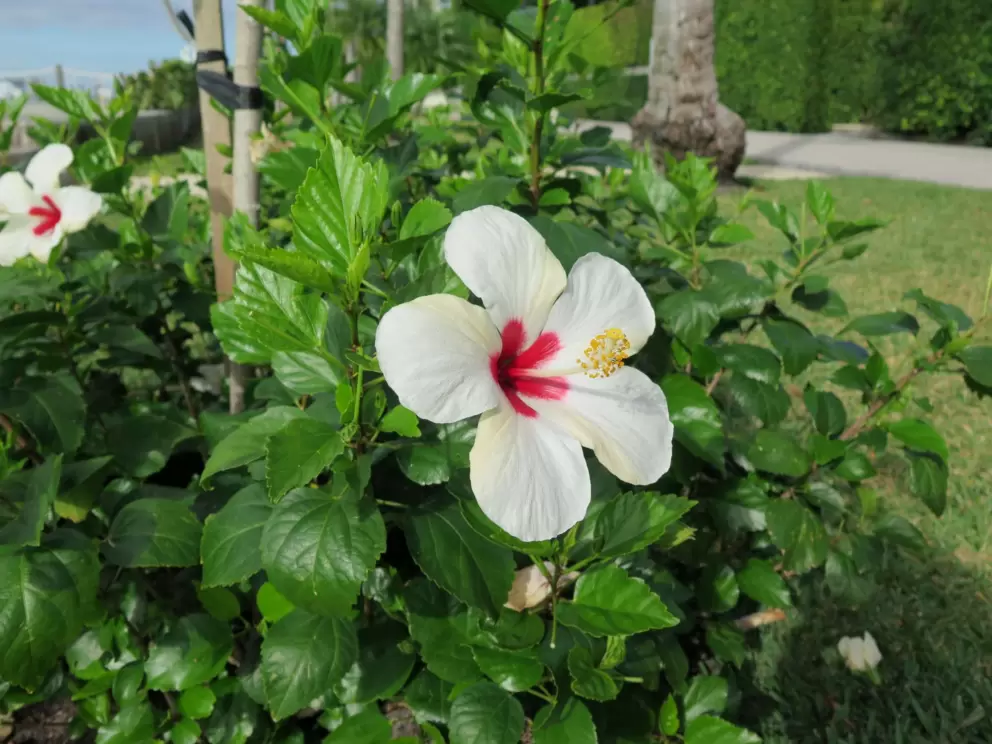 White hibiscus flower with red center.