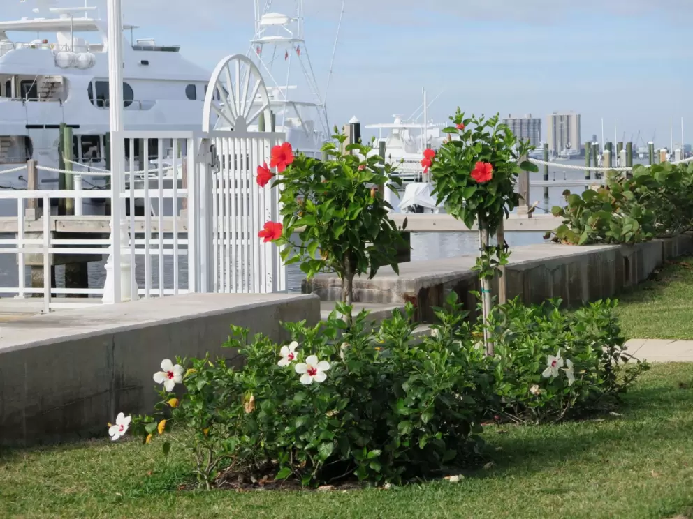 White hibiscus and red hibiscus beside a dock gate.