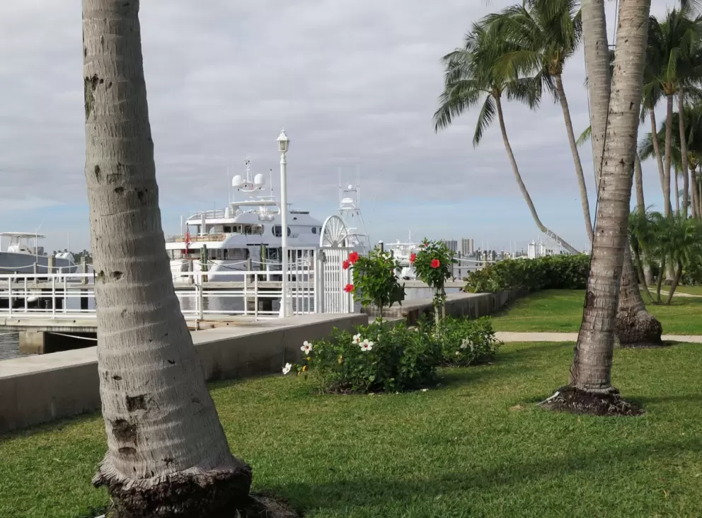 Coconut trees and hibiscus plants.