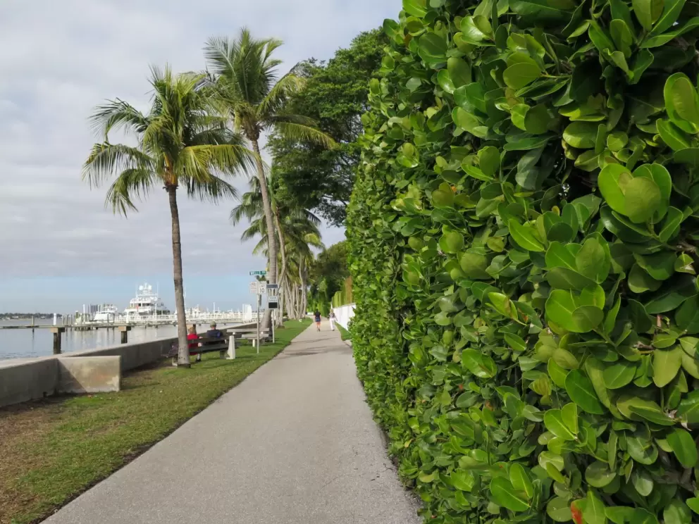 Glossy hedge and coconut trees.
