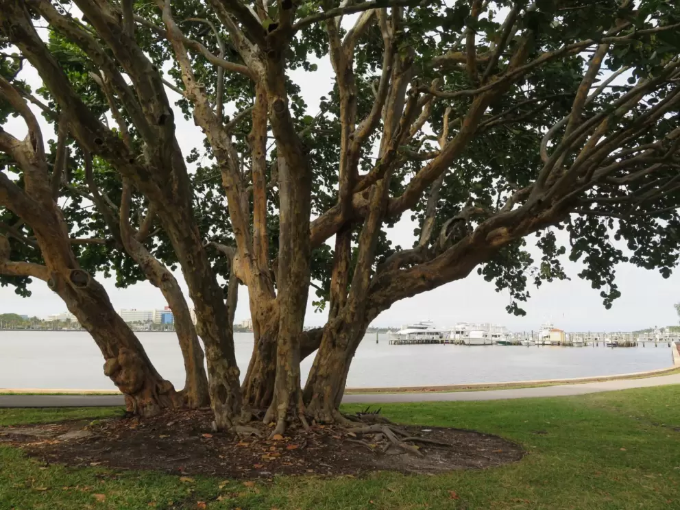 Tree at the intracoastal. This is where the North Lake Trail begins.