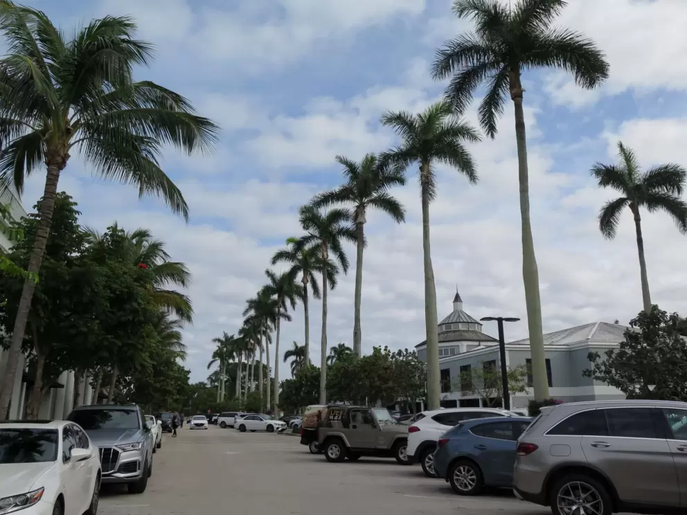 Royal palms in a row, in the parking lot.