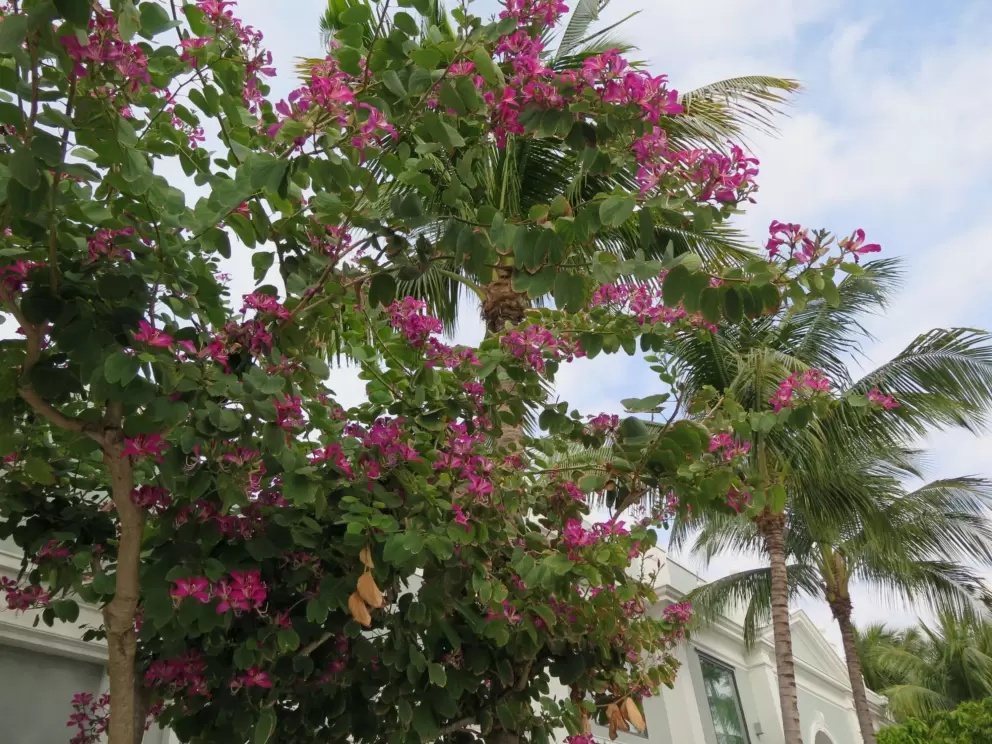Magenta-colored tropical flowers.