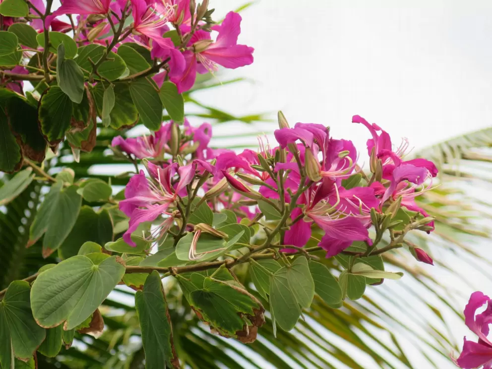 Magenta flowers.