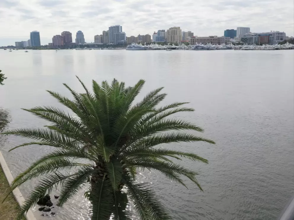 Palm tree, intracoastal waters, and city skyline, as seen from Flagler Memorial Bridge.