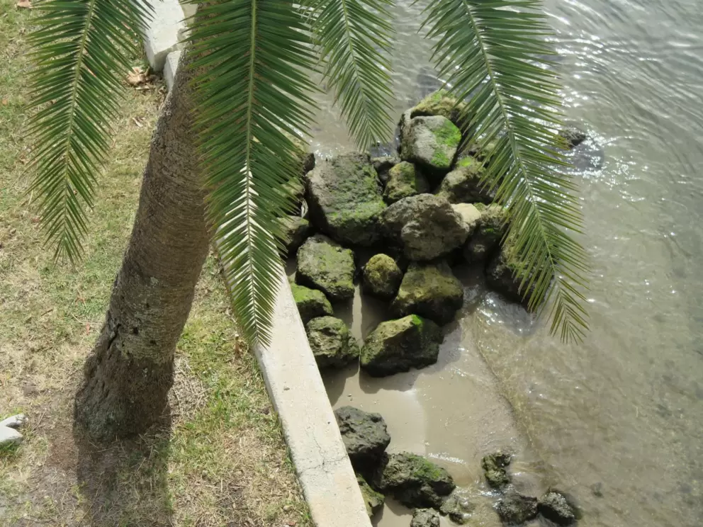 I love looking down at the palm tree and clear, clear water from Flagler Memorial Bridge.