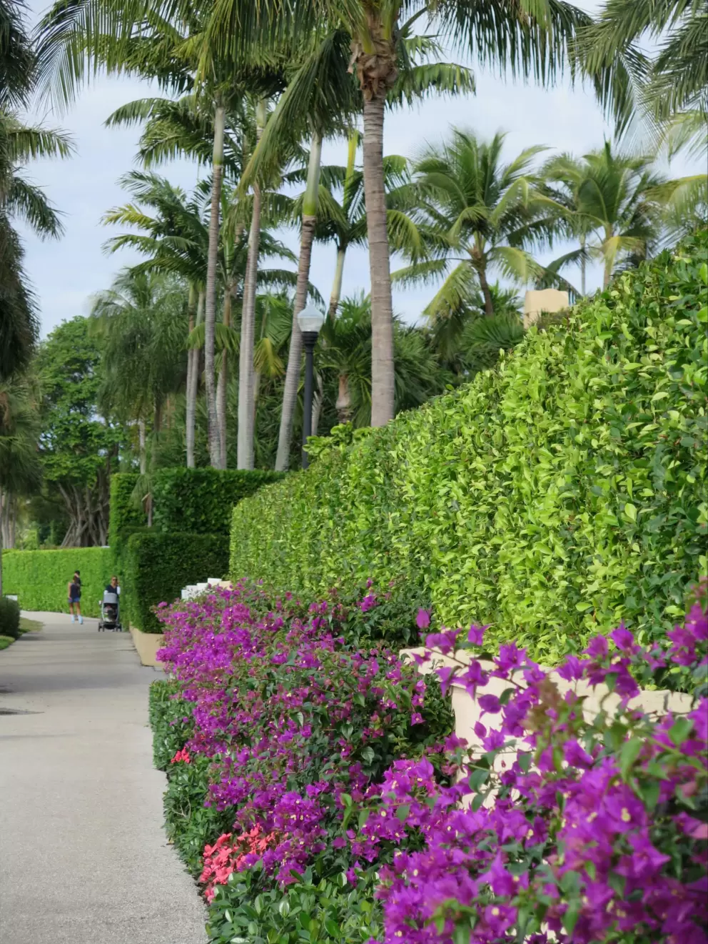 Purple bougainvillea, bright hedge, and palms galore.