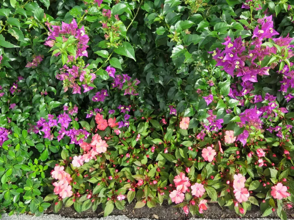 Purple bougainvillea and pale salmon-pink impatiens. 