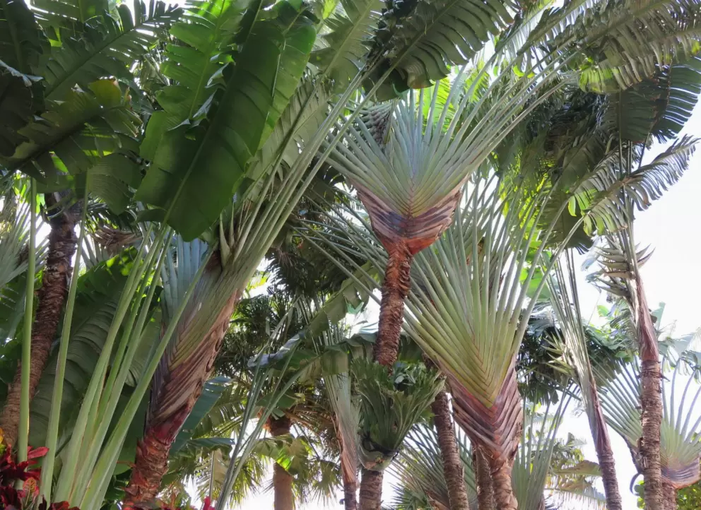 Fan palms on Seville Rd, a side street at the southern end.