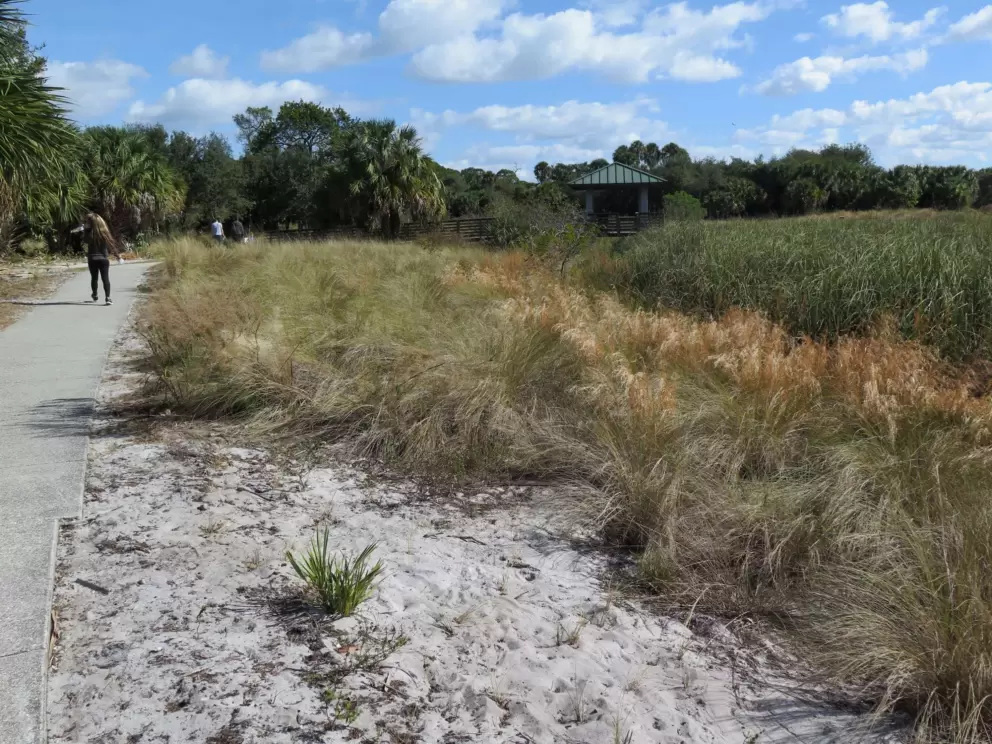 Golden grasses, white sand, and gazebo.