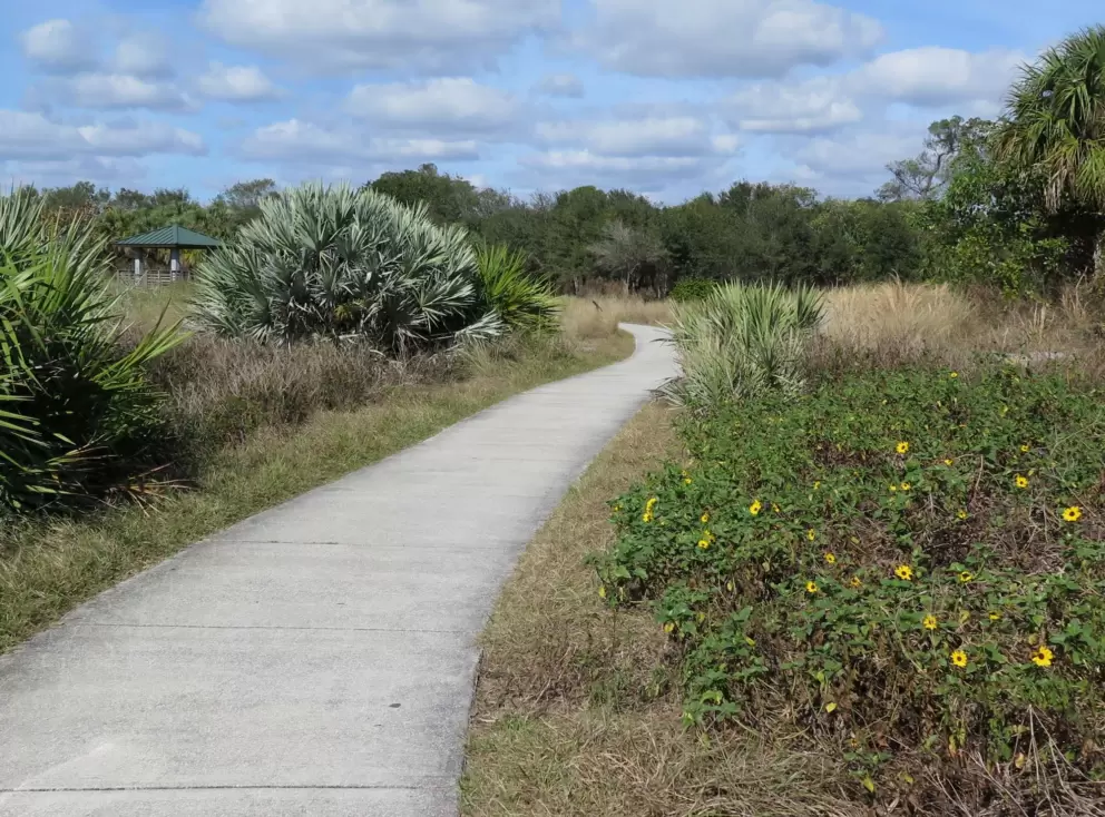Yellow flowers and silvery plants along the shadeless path.