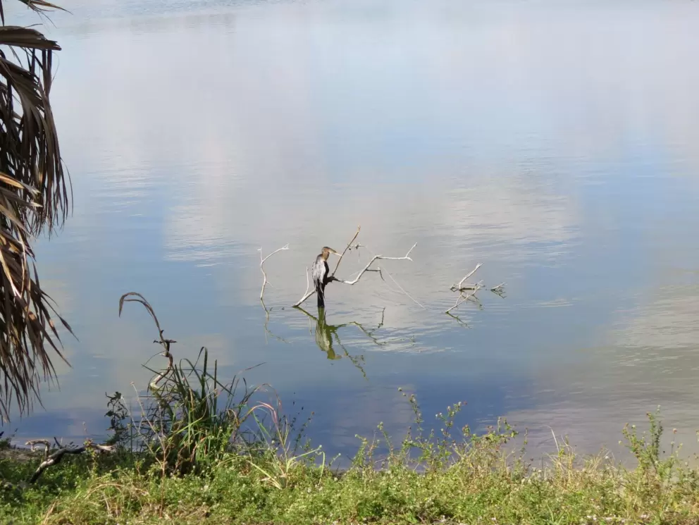 Bird on a branch sticking out of the lake.