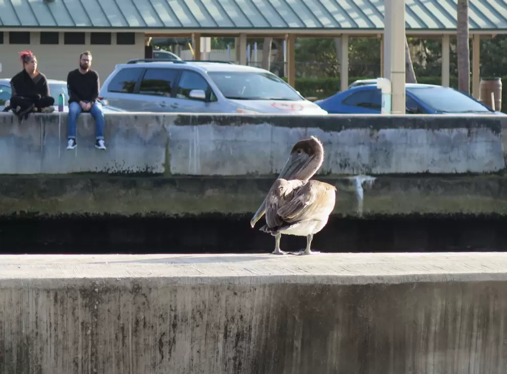 Pelican, and people watching from across the inlet.