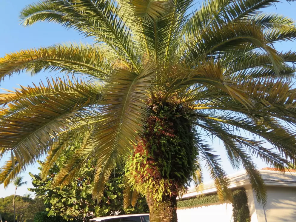 Canary palm.