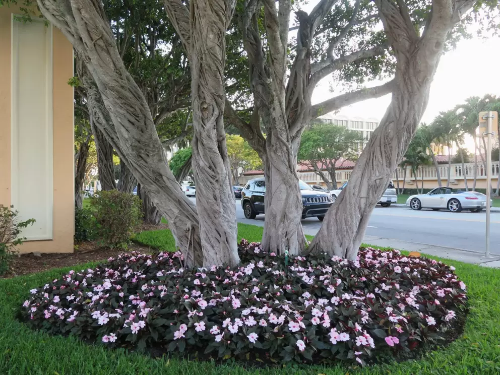 Flowers at the base of twisty trees. 