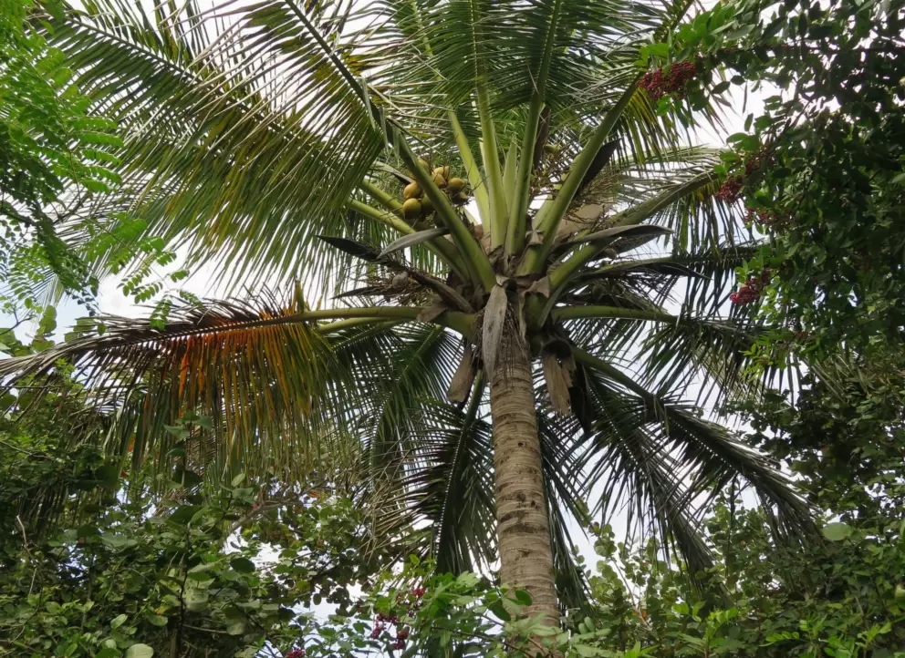 Coconut tree. 