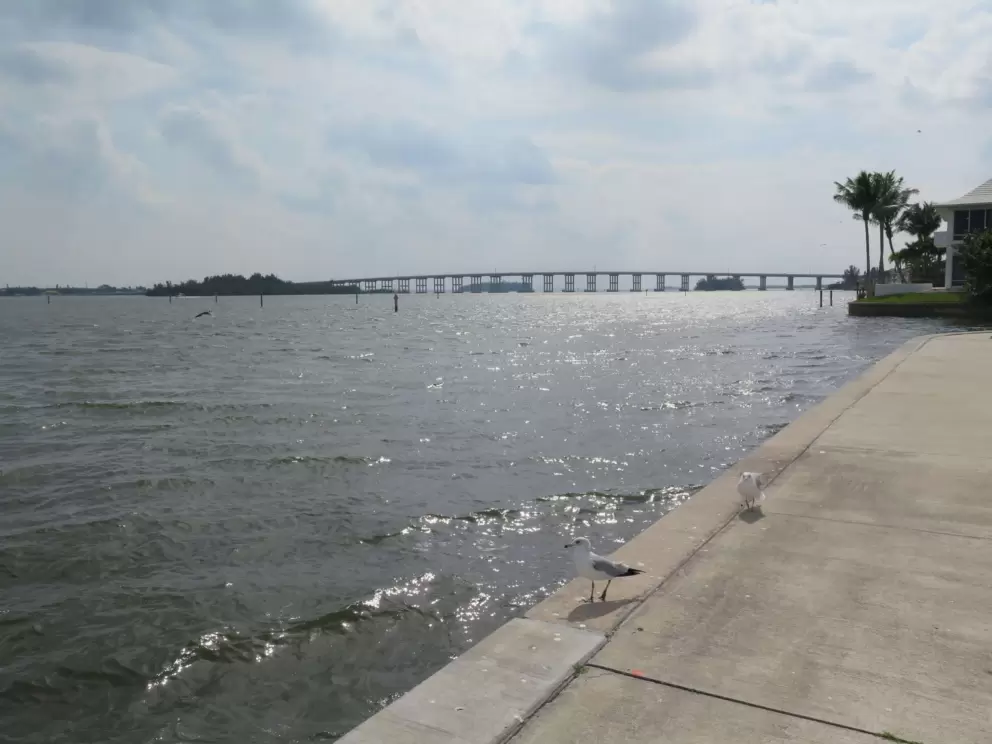 Bird and sparkling water, with bridge in the distance.