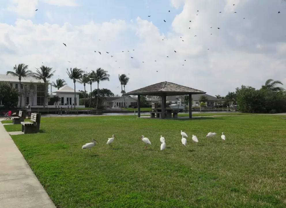 Ibis birds.