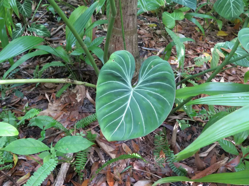 Red feather palm. What a perfect leaf!