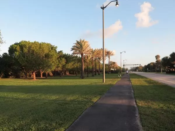 Morning light on the trees beside the path.