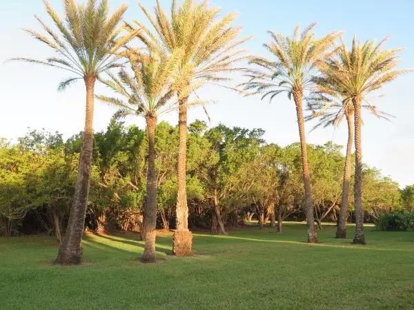 Palm trees in the golden light.
