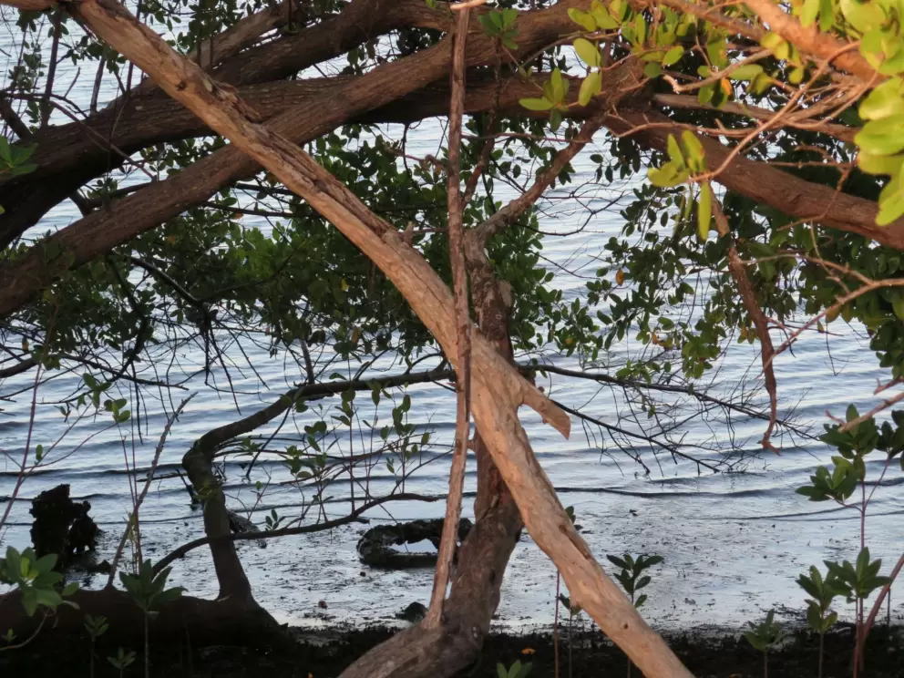 Views of the intracoastal's shore, from the path.