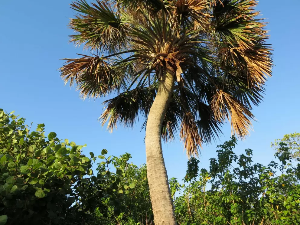 Bent palm along the path.