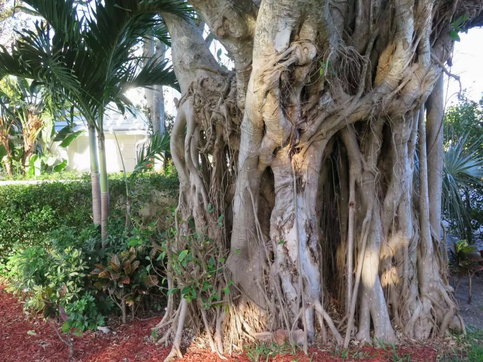 Banyan tree.