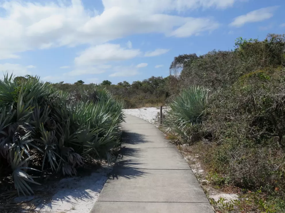 The path.