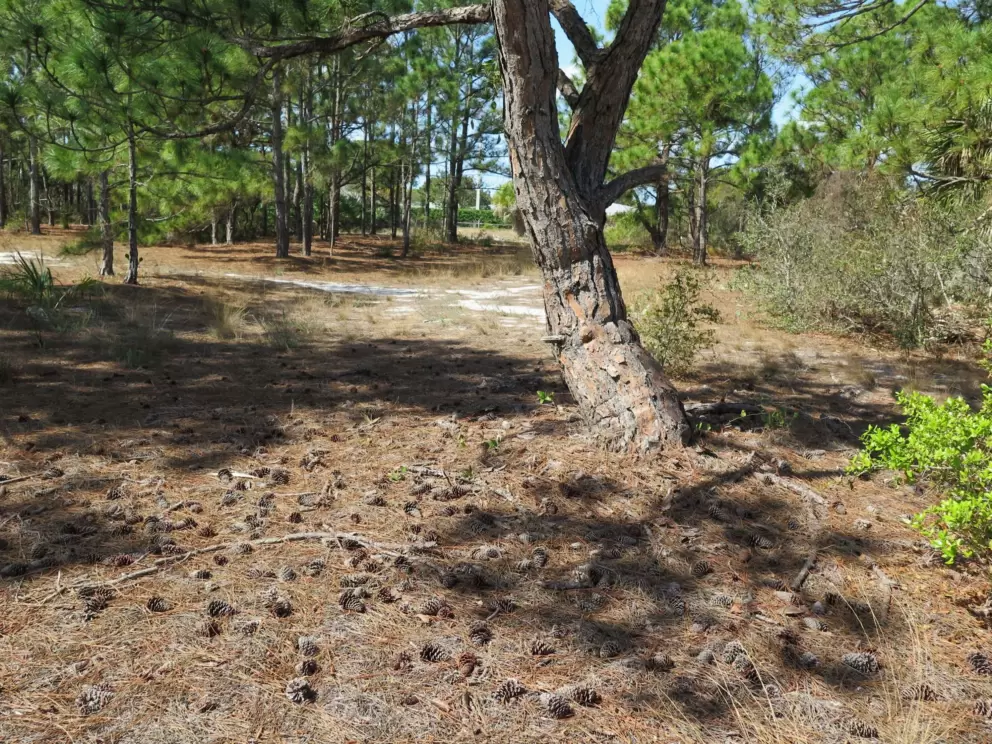 Pine cones galore.