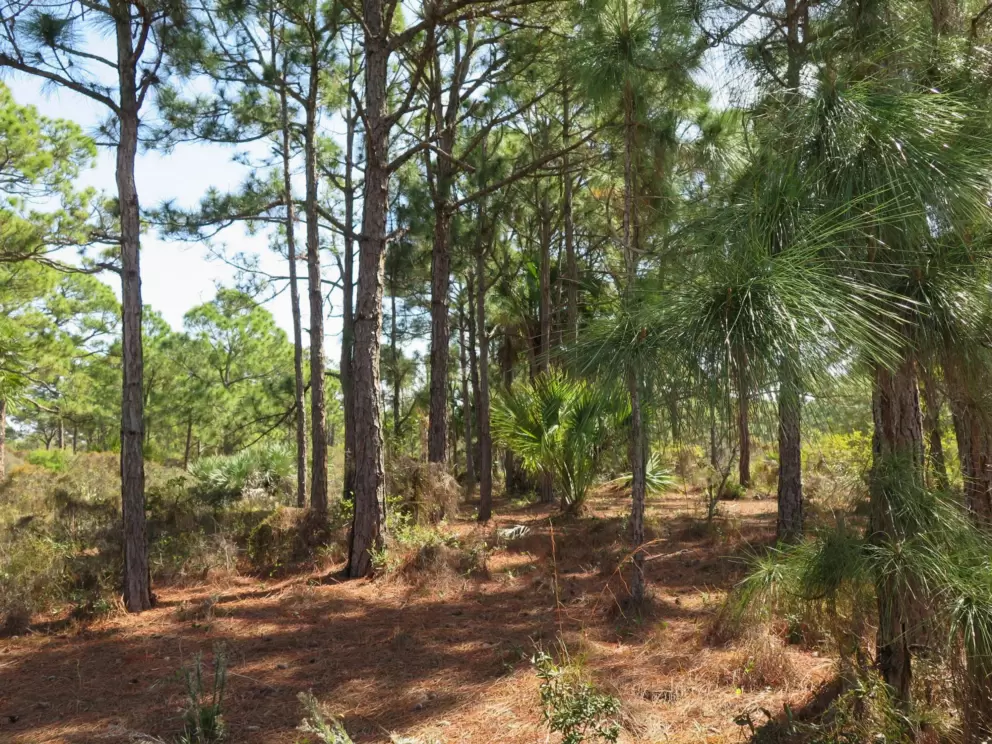 Pine forest.