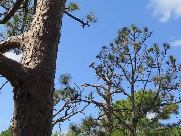 Hawk on a tree.