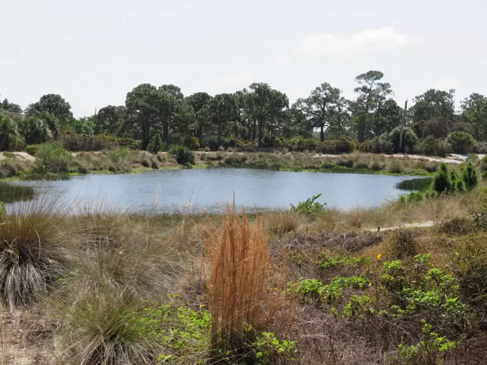 Lake and grasses.