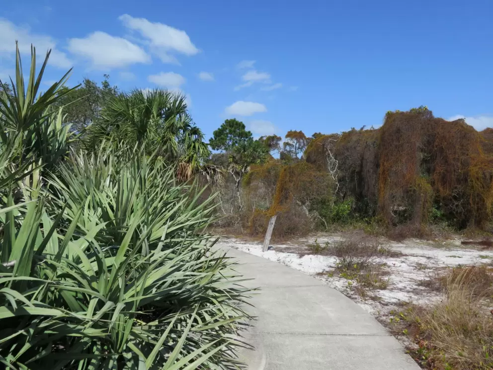 Palmetto along the path.