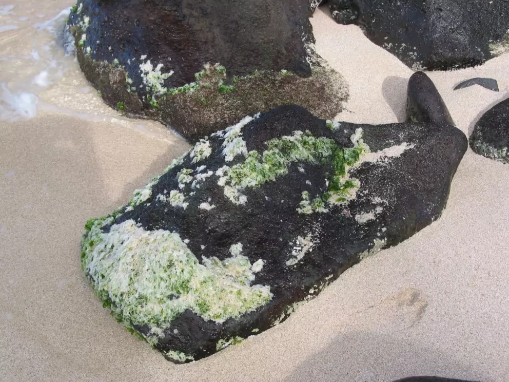 The seaweed on the rocks that the turtles come to eat.