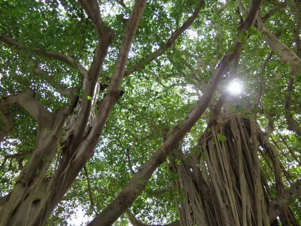 Banyan tree delight!