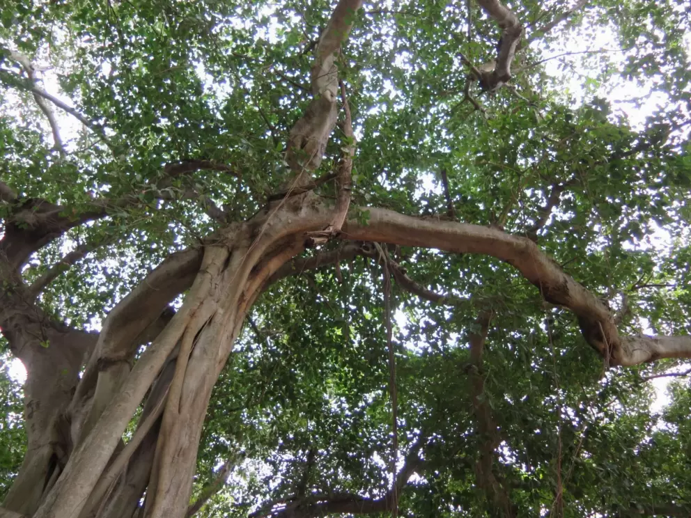 Huge banyan tree!