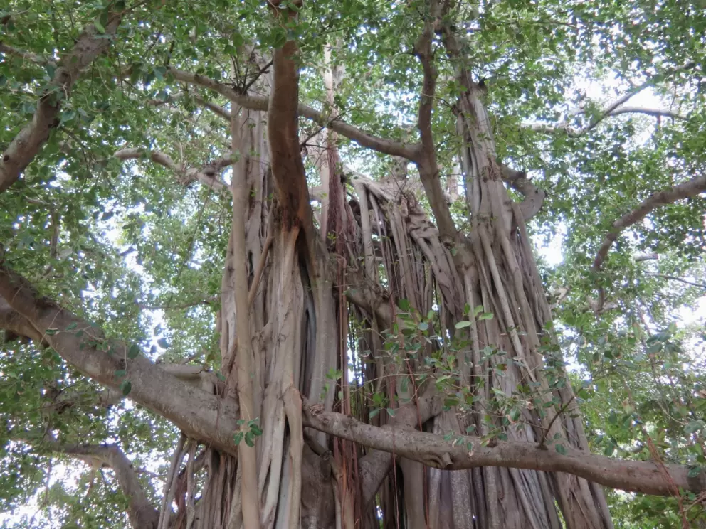 It's wonderful to look up at the banyan trees.