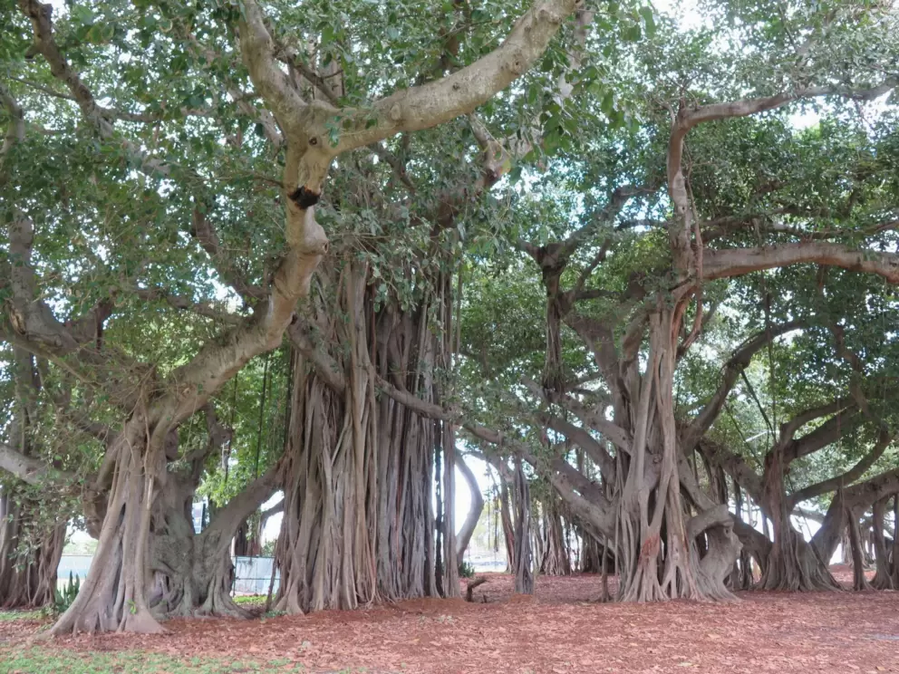 Banyan tree grove, a special spot.