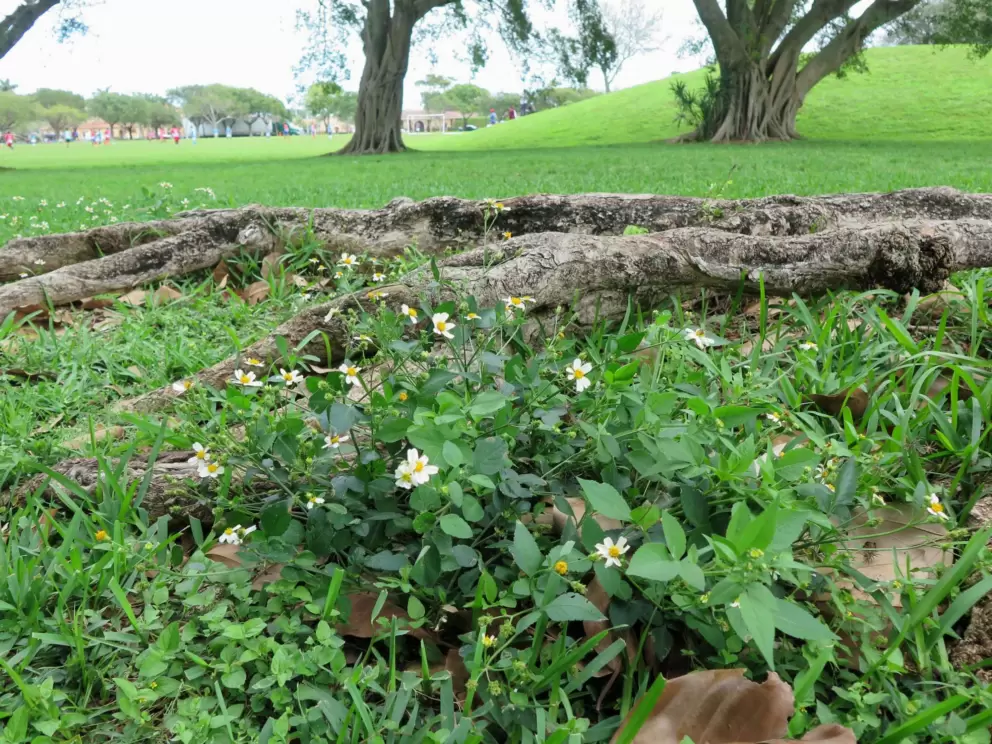 Wildflowers by a log, with the hill in the distance.